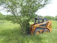 Brush Clearing
