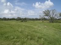 Brush Clearing