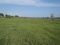 Brush Clearing
