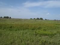 Brush Clearing