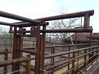 Cattle Pens