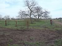Cattle Pens