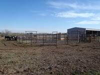Cattle Pens