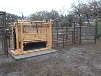 Cattle Pens