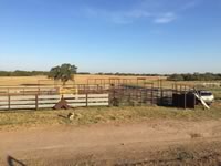 Cattle Pens