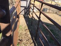 Cattle Pens