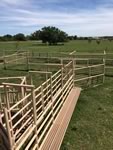 Cattle Pens