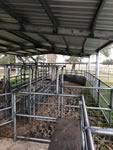 Cattle Pens